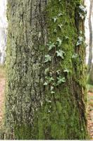 tree bark mossy 0002